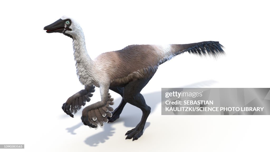 Gallimimus, illustration