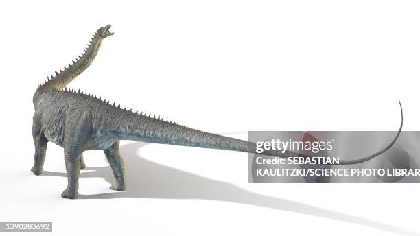 diplodocus, illustration - zoology stock illustrations