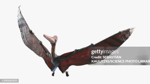 pterodactyl, illustration - pterosaur stock illustrations