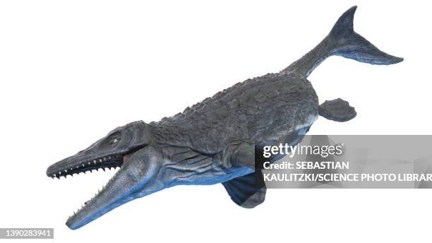 mosasaurus, illustration - mosasaurus stock illustrations
