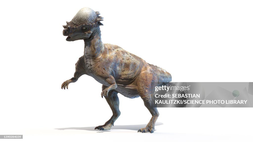 Pachycephalosaurus, illustration