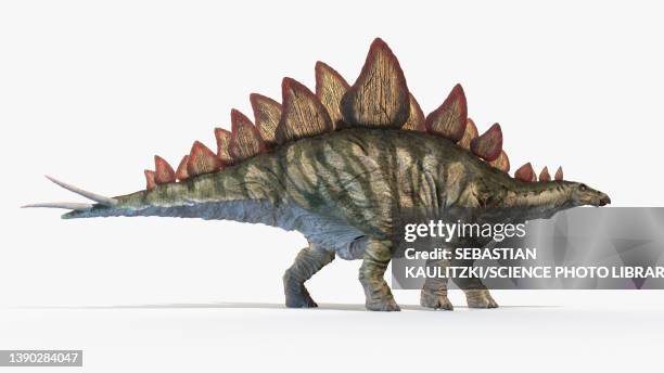 stegosaurus, illustration - stegosaurus stock illustrations