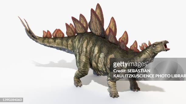 bildbanksillustrationer, clip art samt tecknat material och ikoner med stegosaurus, illustration - stegosaurus