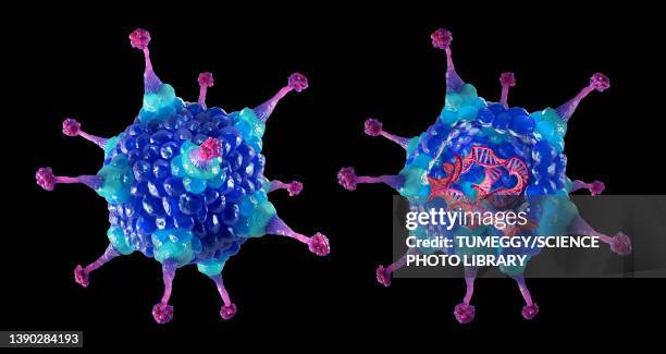 adenovirus structure, illustration - adenovirus stock-grafiken, -clipart, -cartoons und -symbole