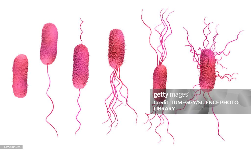 Bacteria flagella types, illustration
