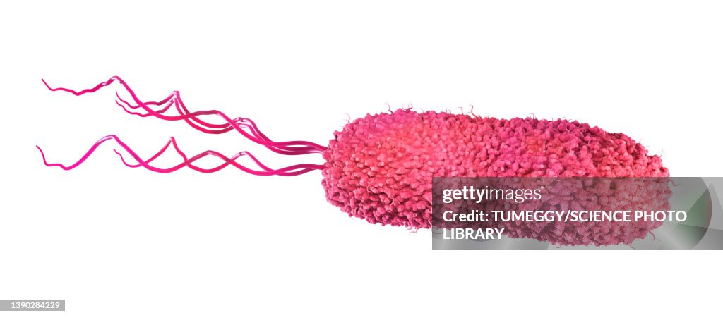 Lophotrichous flagella arrangement, illustration