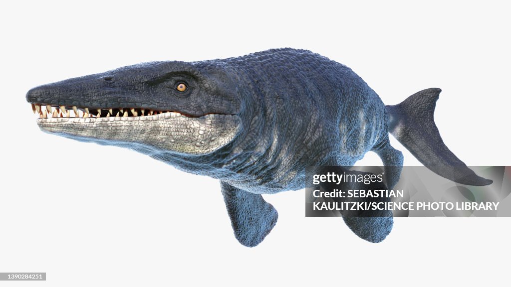 Tylosaurus, illustration