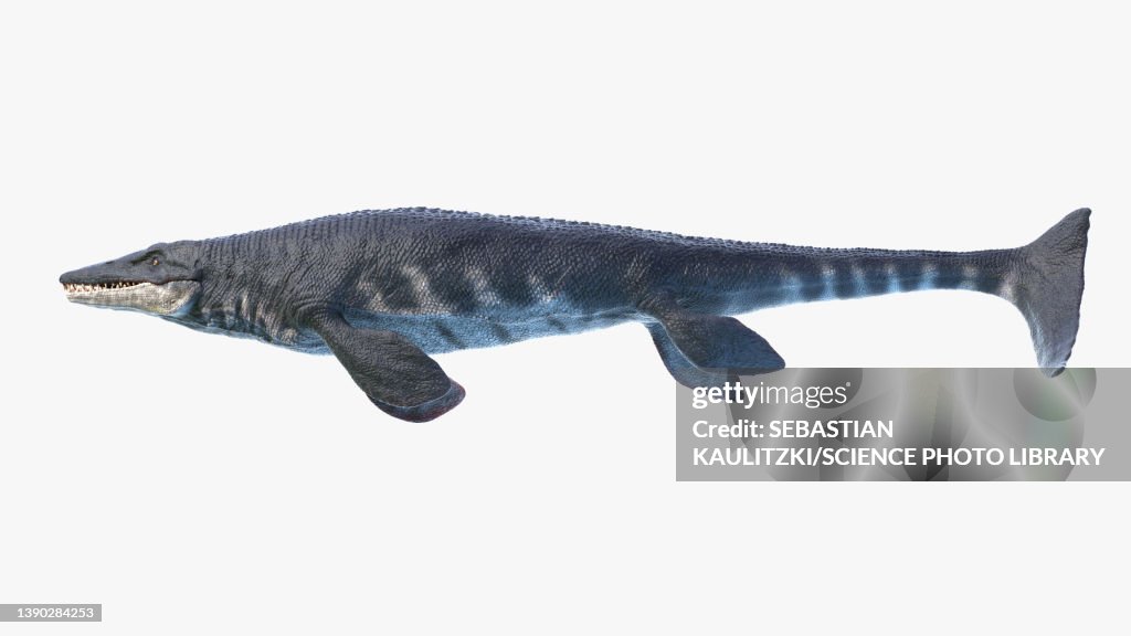 Tylosaurus, illustration