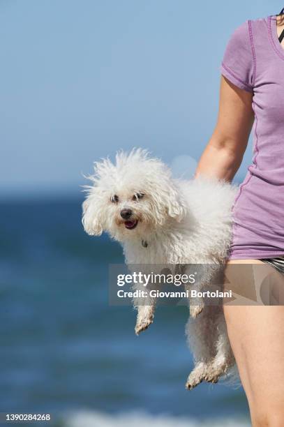 white dog on the beach by the sea with woman - 1 minute 50 stock pictures, royalty-free photos & images