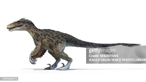utahraptor, illustration - dromaeosauridae点のイラスト素材／クリップアート素材／マンガ素材／アイコン素材