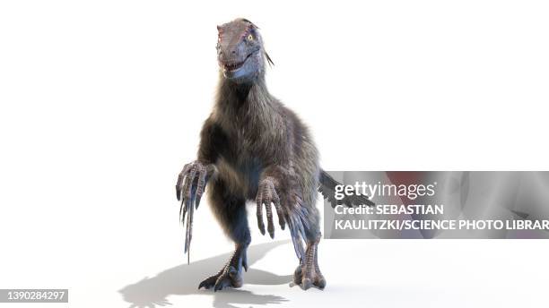 stockillustraties, clipart, cartoons en iconen met velociraptor, illustration - velociraptor