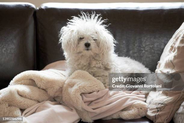 disheveled white dog sitting on sofa - messy dog stockfoto's en -beelden