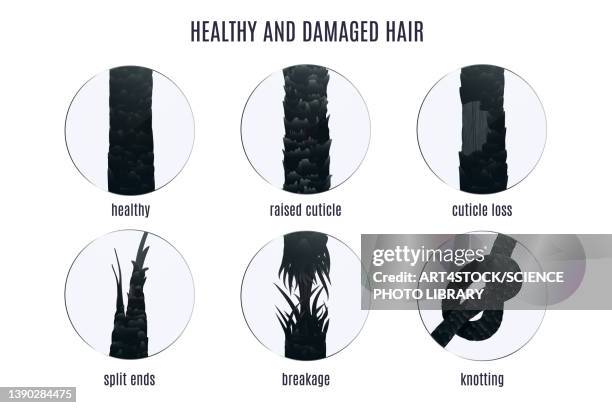 ilustrações de stock, clip art, desenhos animados e ícones de hair damage types, illustration - cabelo humano