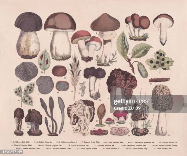 ilustrações, clipart, desenhos animados e ícones de cogumelos comestíveis e venenosos, gravura de madeira cor de mão, publicado em 1887 - morel mushroom