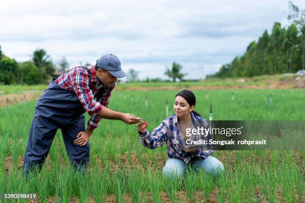 a young man and a woman inspecting organically grown vegetables on a farm. - couple farm photos et images de collection