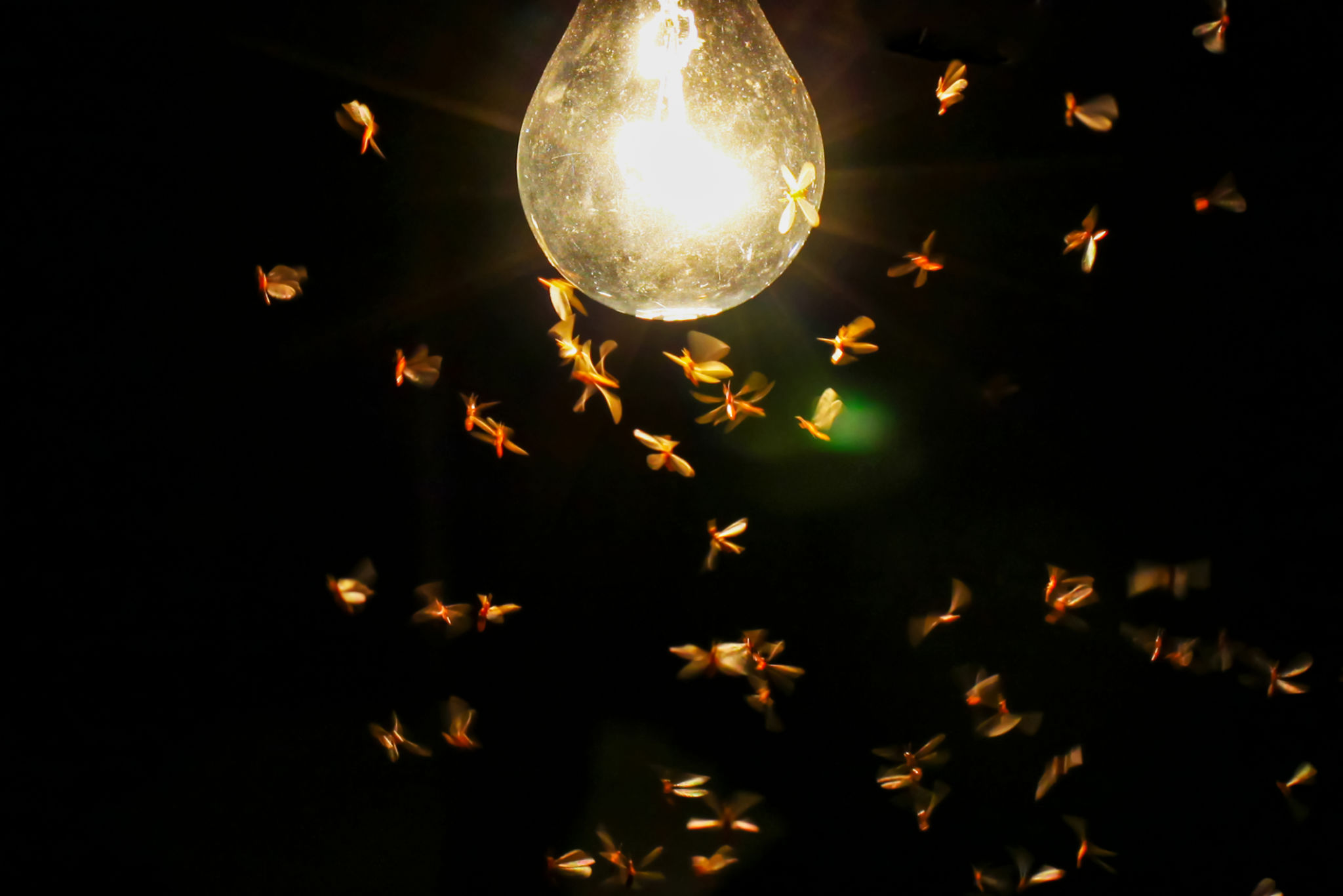 wildlife photography lighting
