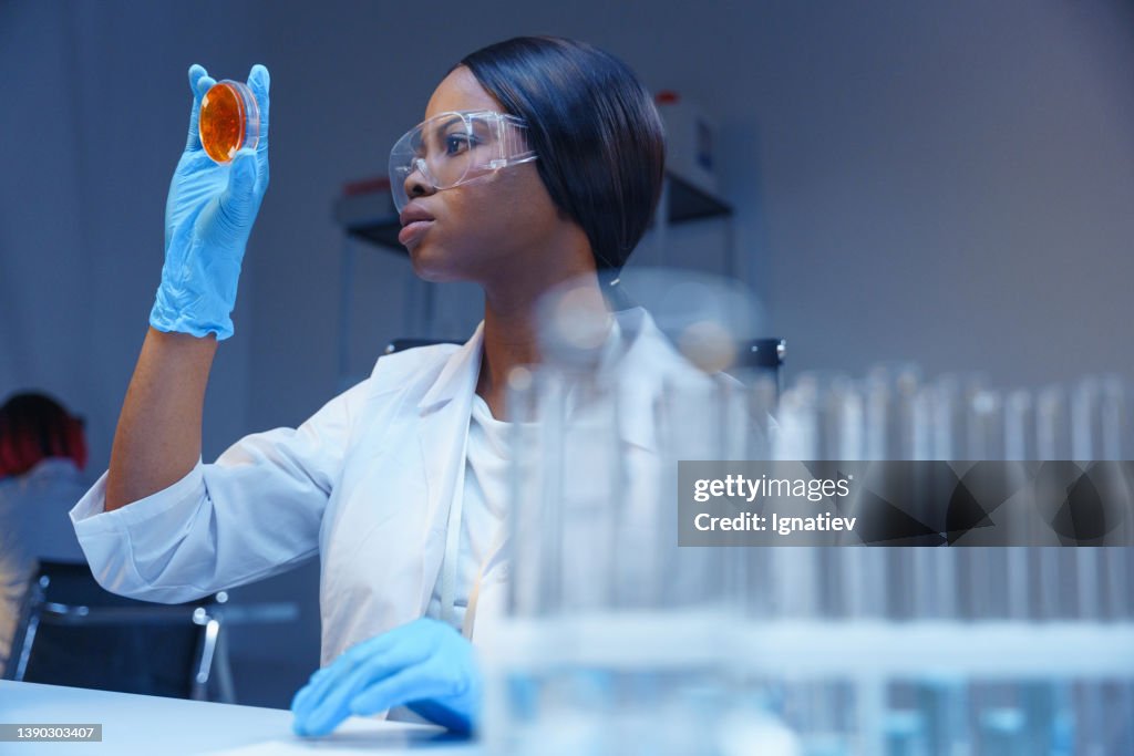 Ein junger schöner Wissenschaftler arbeitet mit Petrischale mit Bakterienwachstum in einem modernen Labor