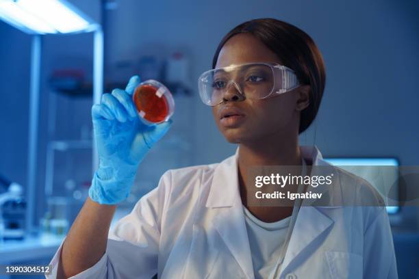 a close-up of a young concentrated african-american scientist in protective eyewear is working with petri dishes at her desk in a modern laboratory - virology stock pictures, royalty-free photos & images