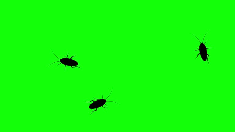 Rotating Cockroach Three cockroach on green screen, CG animated silhouettes, seamless loop ...