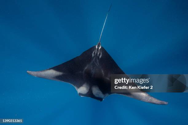 mexico,êislaêmujeres, manta ray swimming in sea - isla mujeres bildbanksfoton och bilder