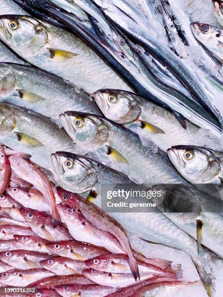 raw fresh fishes - fish market stockfoto's en -beelden