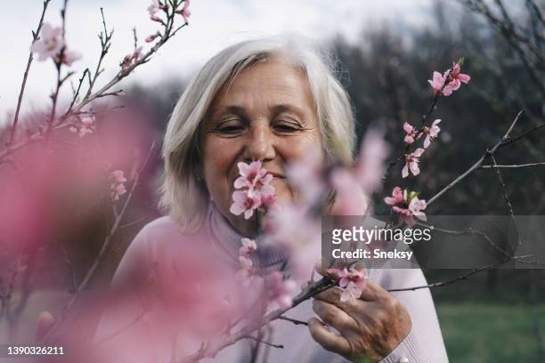 senior woman walking outside in spring nature - bloesem stockfoto's en -beelden