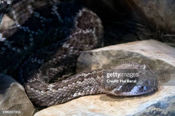 western diamond-backed rattlesnake close-up - western diamondback rattlesnake stock pictures, royalty-free photos & images