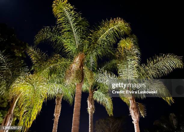 group of fan palms at night - fan palm tree stock-fotos und bilder