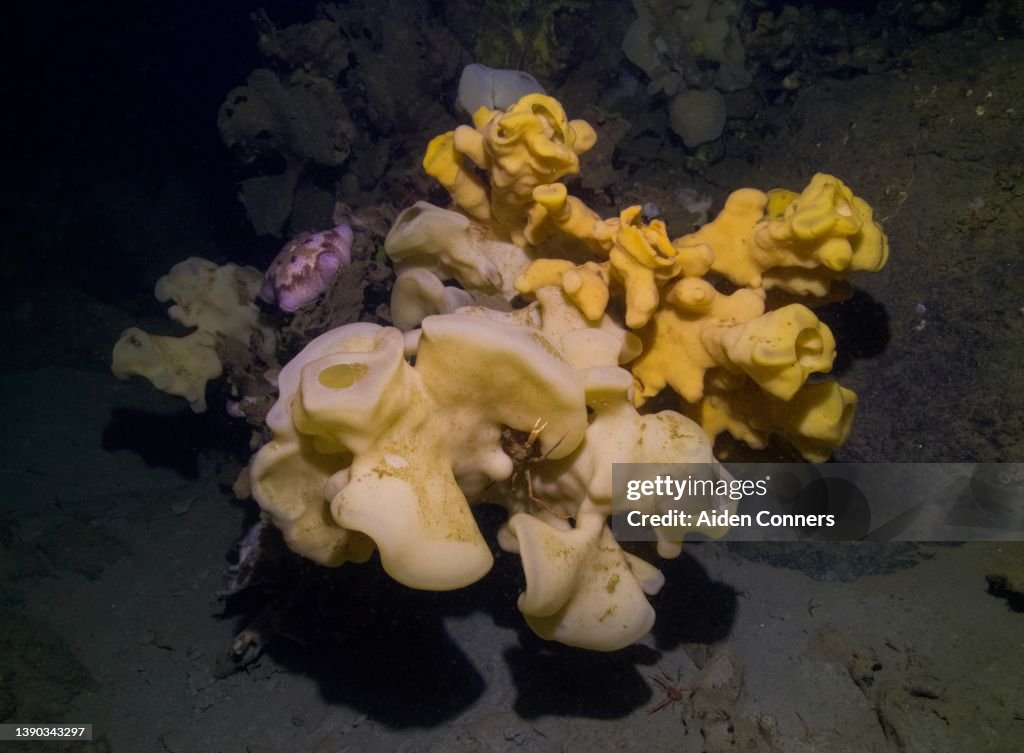 Glass sponge
