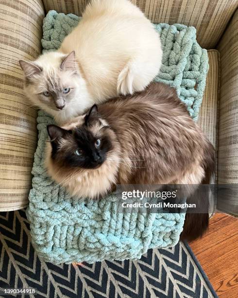 Two Ragdolls Two Ragdoll Cats Photos and Premium High Res Pictures - Getty Images