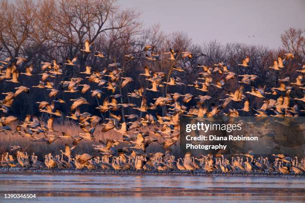 sandhill cranes taking flight from a sandbar on the platte river just after sunrise near gibbon, nebraska - kearney-nebraska photos et images de collection