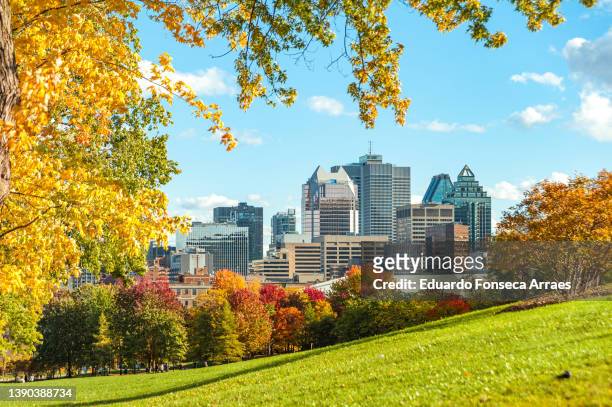 a public park during the autumn leaf color change and buildings in downtown montreal on the background - montréal stock-fotos und bilder