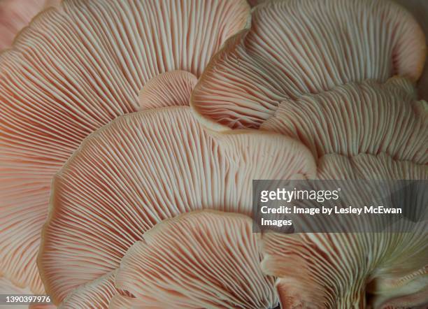 close up of red oyster mushrooms, showing the fine detail in their fins.  coral coloured. - korallenfarbig stock-fotos und bilder