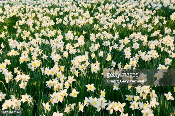 daffodils in springtime - daffodil field stock pictures, royalty-free photos & images