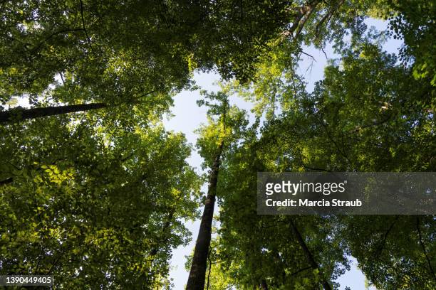 low angle view of green leaf  trees and clear blue sky - baumkrone stock-fotos und bilder