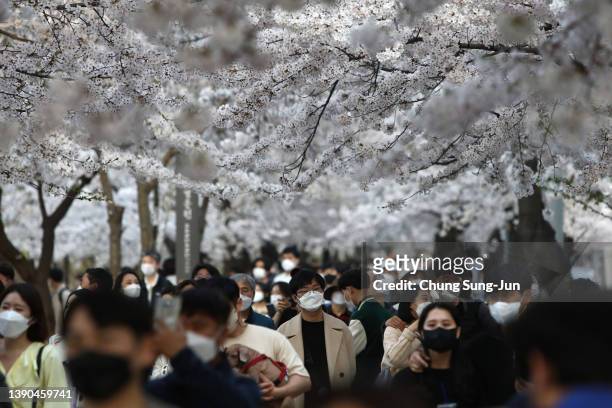 People walk beneath cherry blossoms near the national assembly on April 09, 2022 in Seoul, South Korea. Seoul's famous Yeouiseoro street is open for...