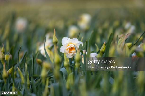 narcissus flower in a grass area - zooming stockfoto's en -beelden