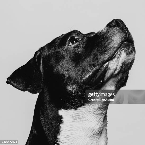 american staffordshire terrier - black and white dog stock pictures, royalty-free photos & images