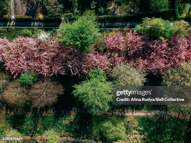 aerial view of a cherry blossoming alley - cerejeira árvore frutífera - fotografias e filmes do acervo