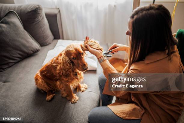 woman brushing and grooming her  cocker spaniel dog - cocker spaniel bildbanksfoton och bilder