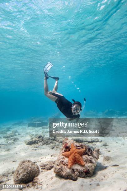 snorkeler looking sea star off the island of cozumel - cozumel fotografías e imágenes de stock