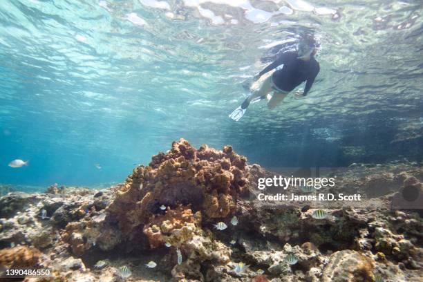 snorkeling off the island of cozumel - cozumel mexico stock pictures, royalty-free photos & images