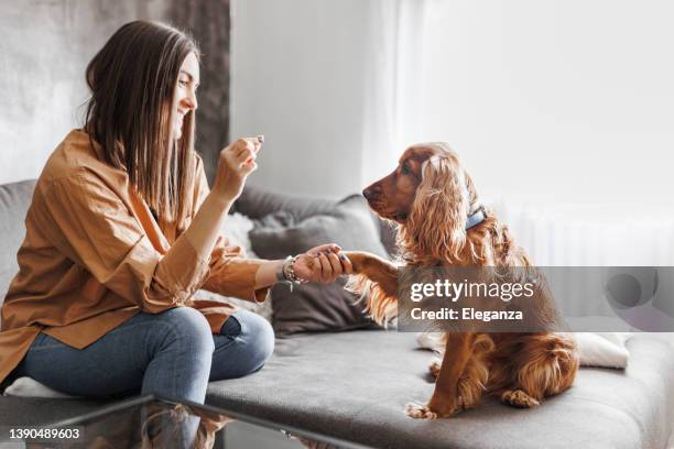 a beautiful young woman is giving treats to her dog - cheerful dog stock pictures, royalty-free photos & images