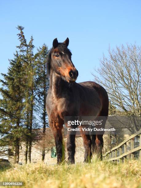 an senior exmoor pony - exmoor pony stock pictures, royalty-free photos & images