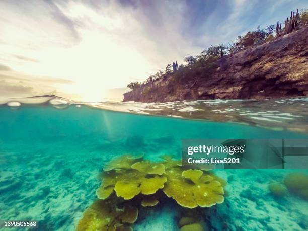 under and above water in tropical curaçao, coral reef below turquoise blue water - blue curacao stock pictures, royalty-free photos & images