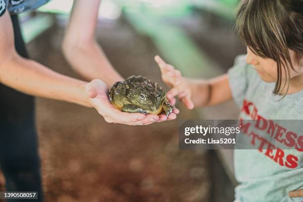 child pets a giant frog or toad, girl interacting with wildlife - giant frog stock pictures, royalty-free photos & images