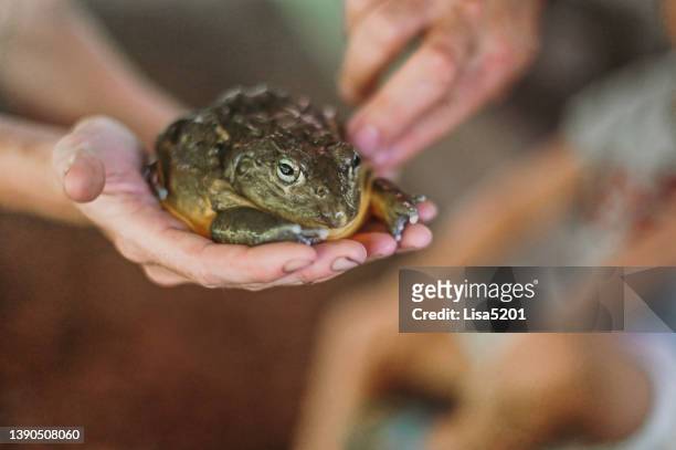 child pets a giant frog or toad, girl interacting with wildlife - giant frog stock pictures, royalty-free photos & images