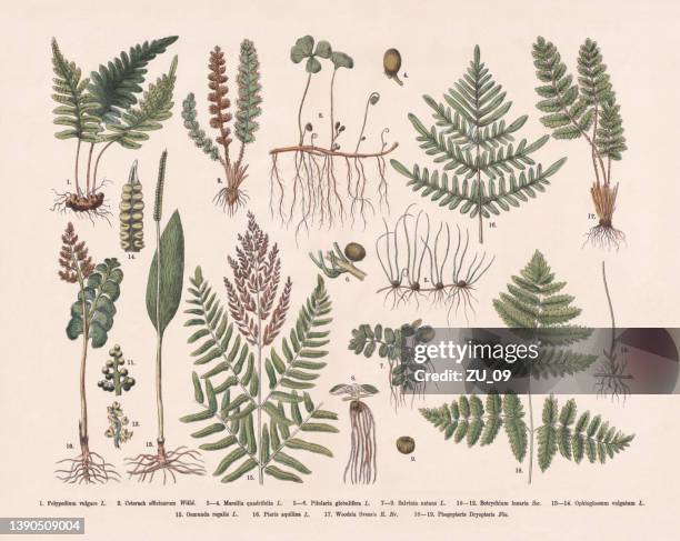 herbs and ferns, hand-colored wood engraving, published in 1887 - pteropsida stock illustrations