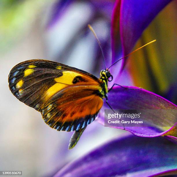 colourful butterfly on flower - orange butterfly stock pictures, royalty-free photos & images