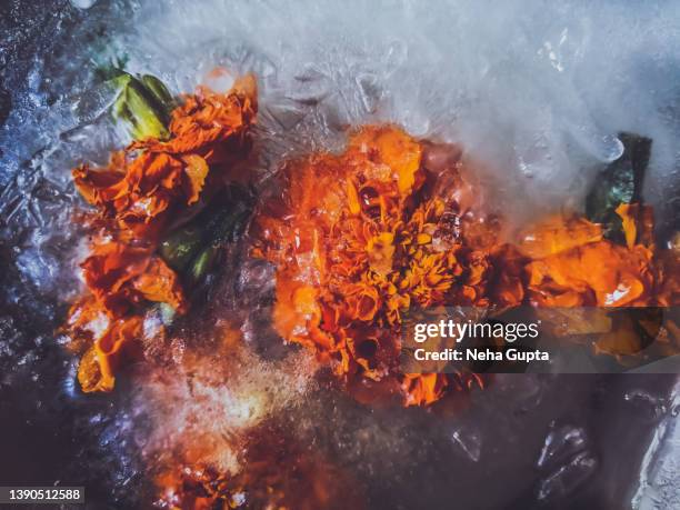 orange marigold - frozen flowers - indian entertainment art and culture fotografías e imágenes de stock